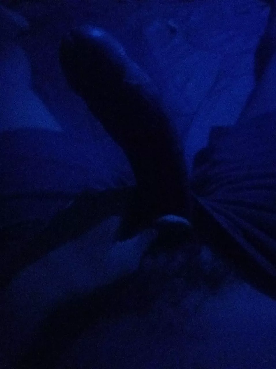 Is it possible to cuck someone over the internet? Do you ever see a huge dong through a screen and wish 