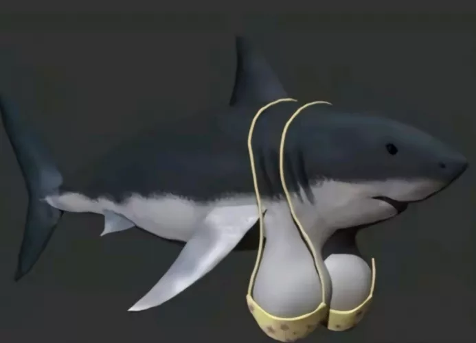 Shark tits 👍