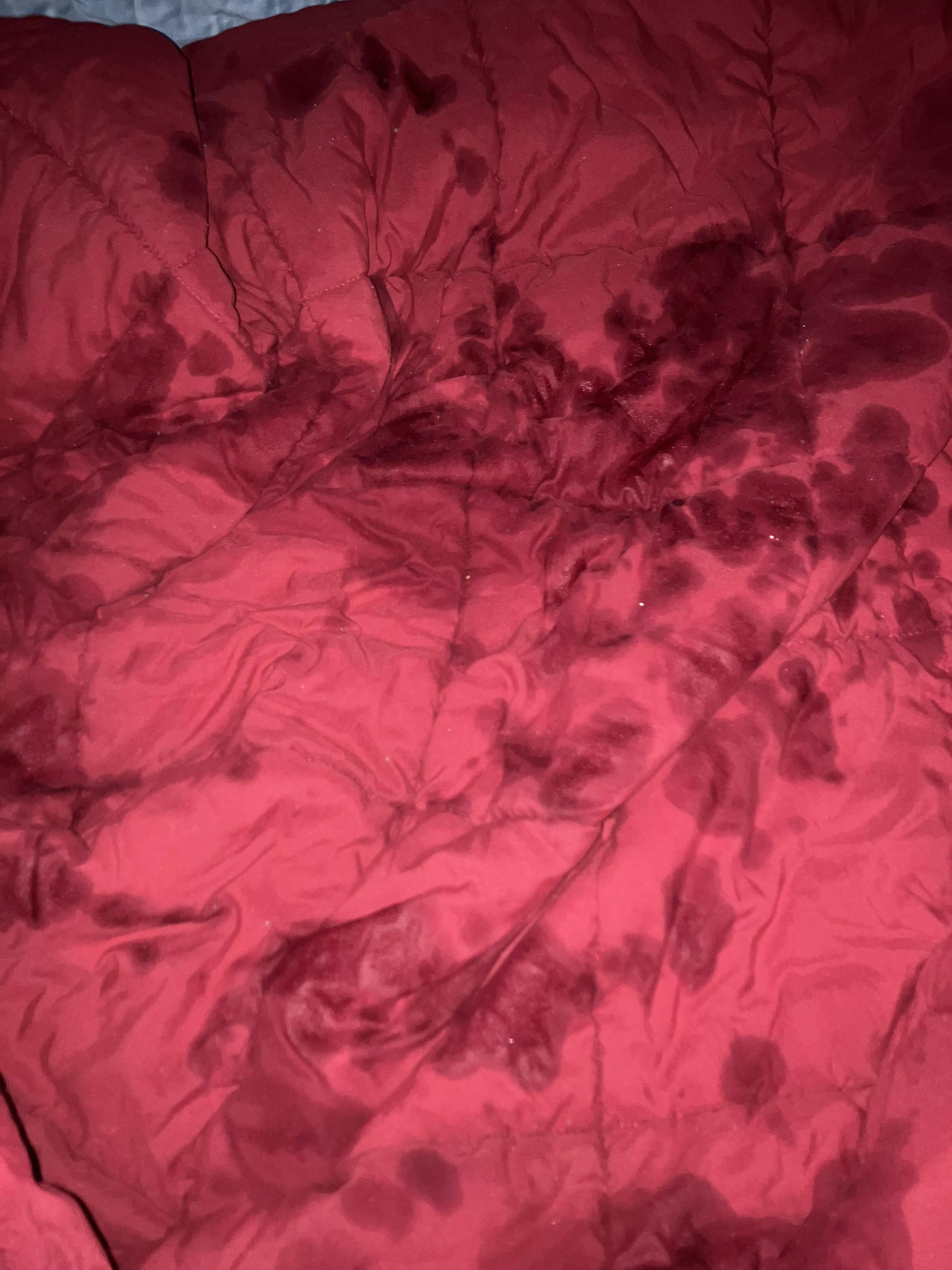 Just pissed all over my blanket