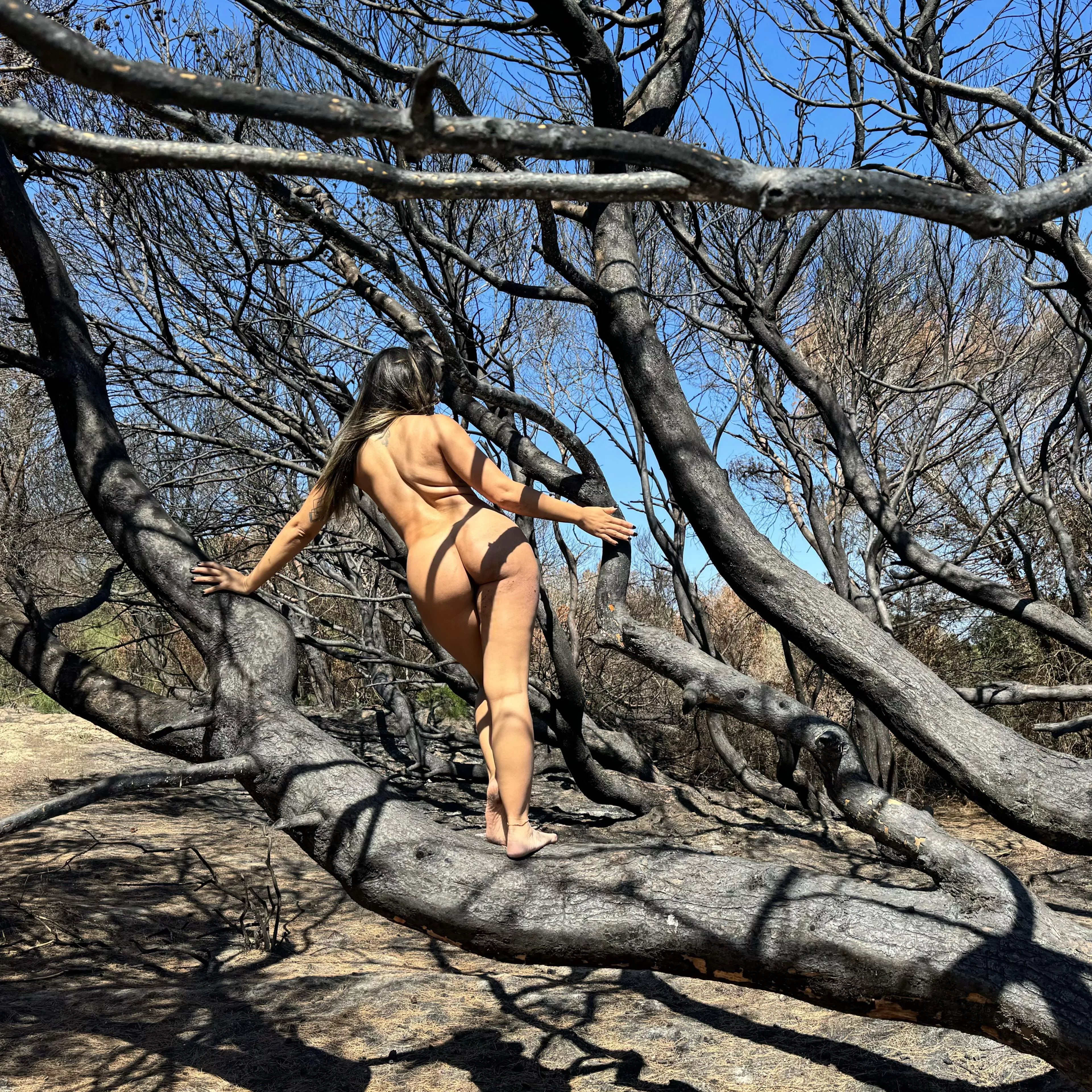 Exploring the forest after a controlled burn