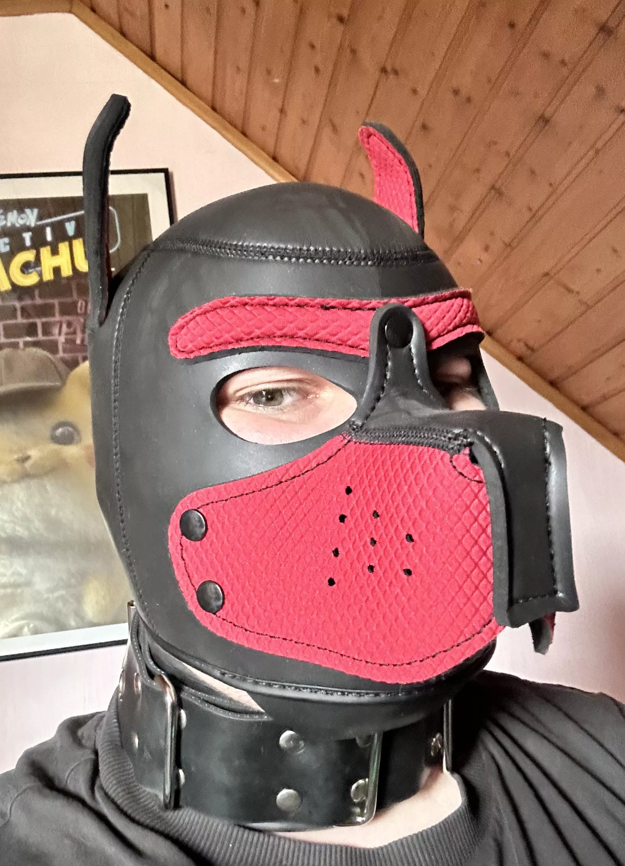 Hello there. Puppy wants some love 😊