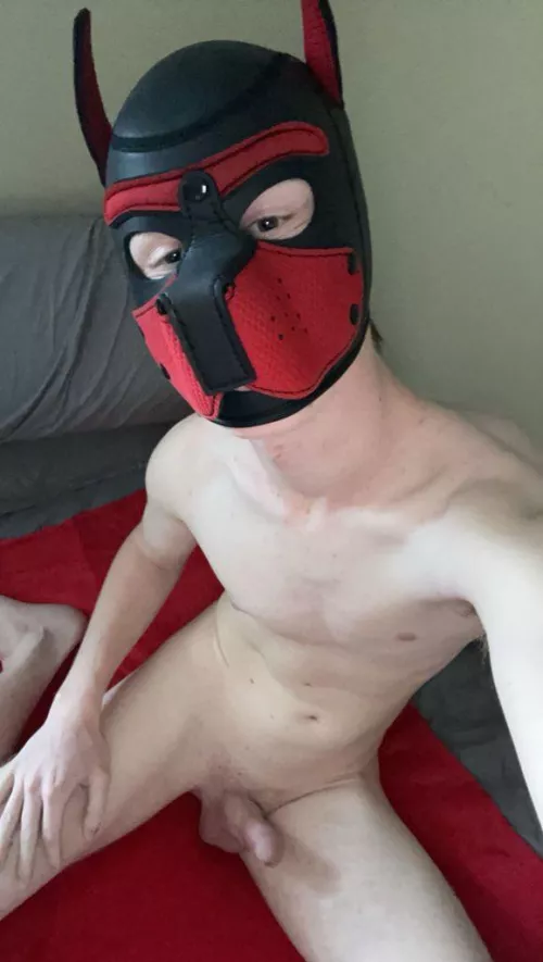 hey pups! 