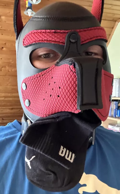 Puppy did steal a sock again