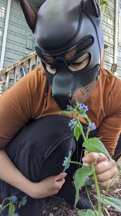 Would you let your dog stop to sniff the flowers?