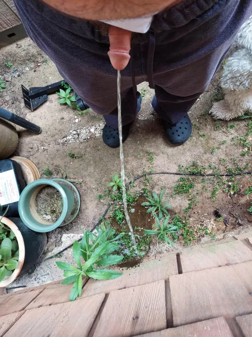 Backyard pissing