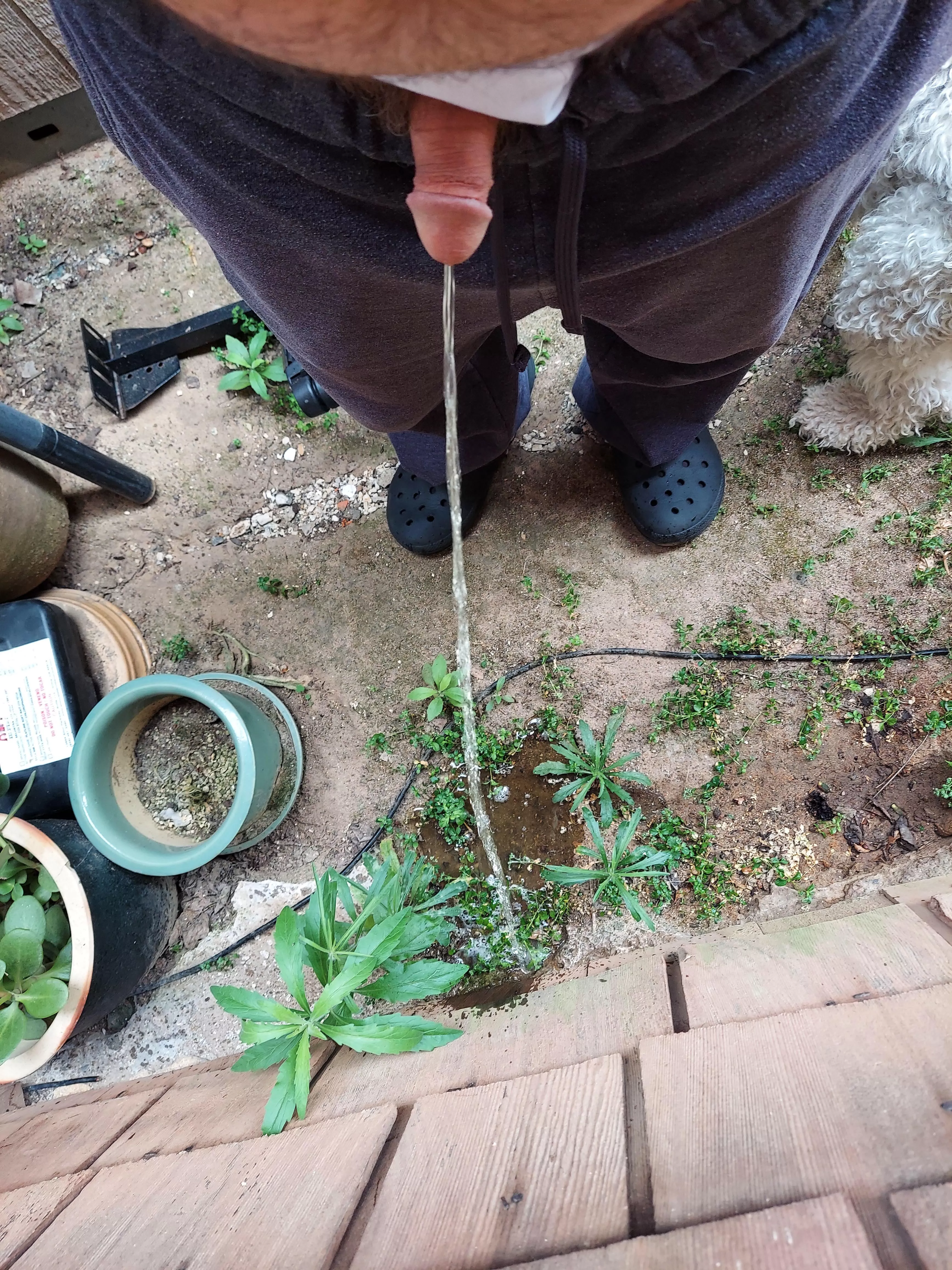 Backyard pissing