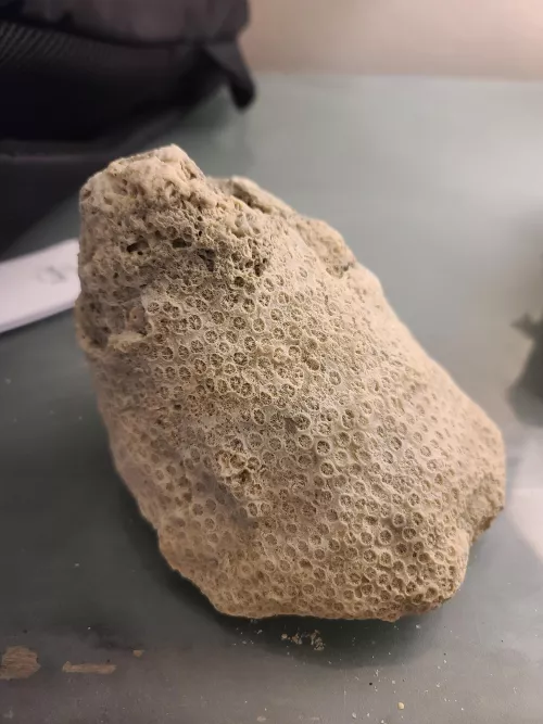 I found a huge chunk of coral at the beach today