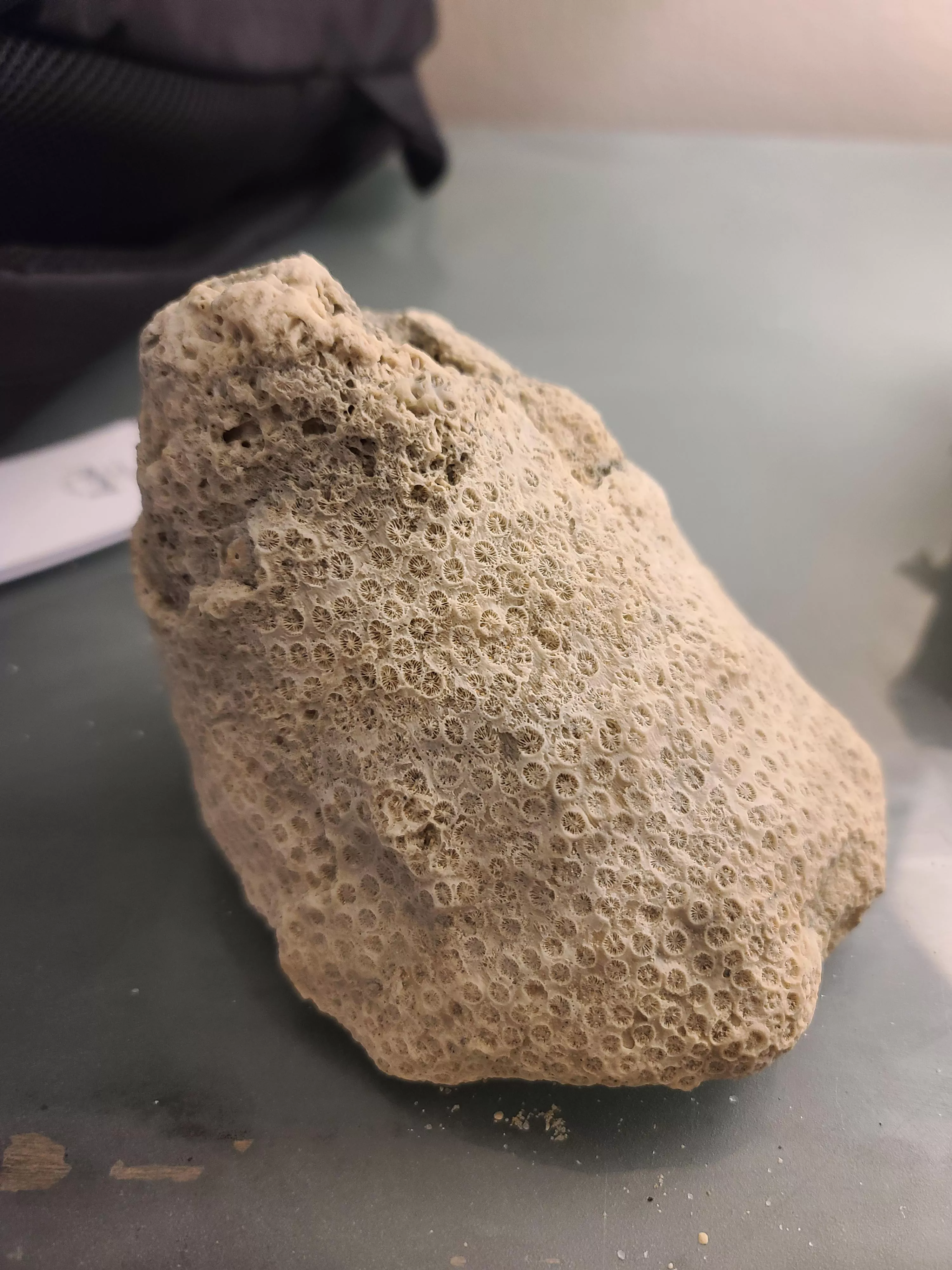 I found a huge chunk of coral at the beach today