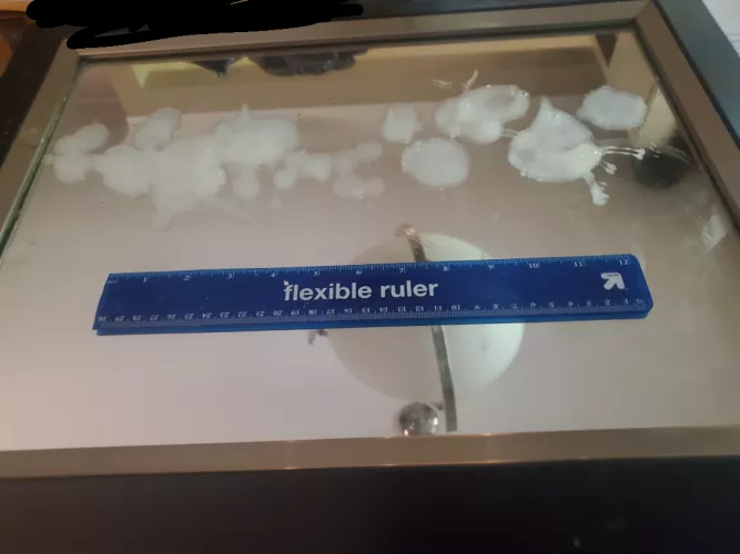 Wish I took a video of this. It was intense. 