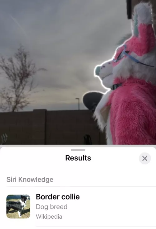 I guess I’m a border collie now!