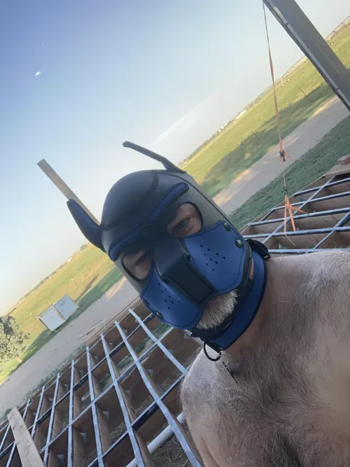 Just a pup on the porch