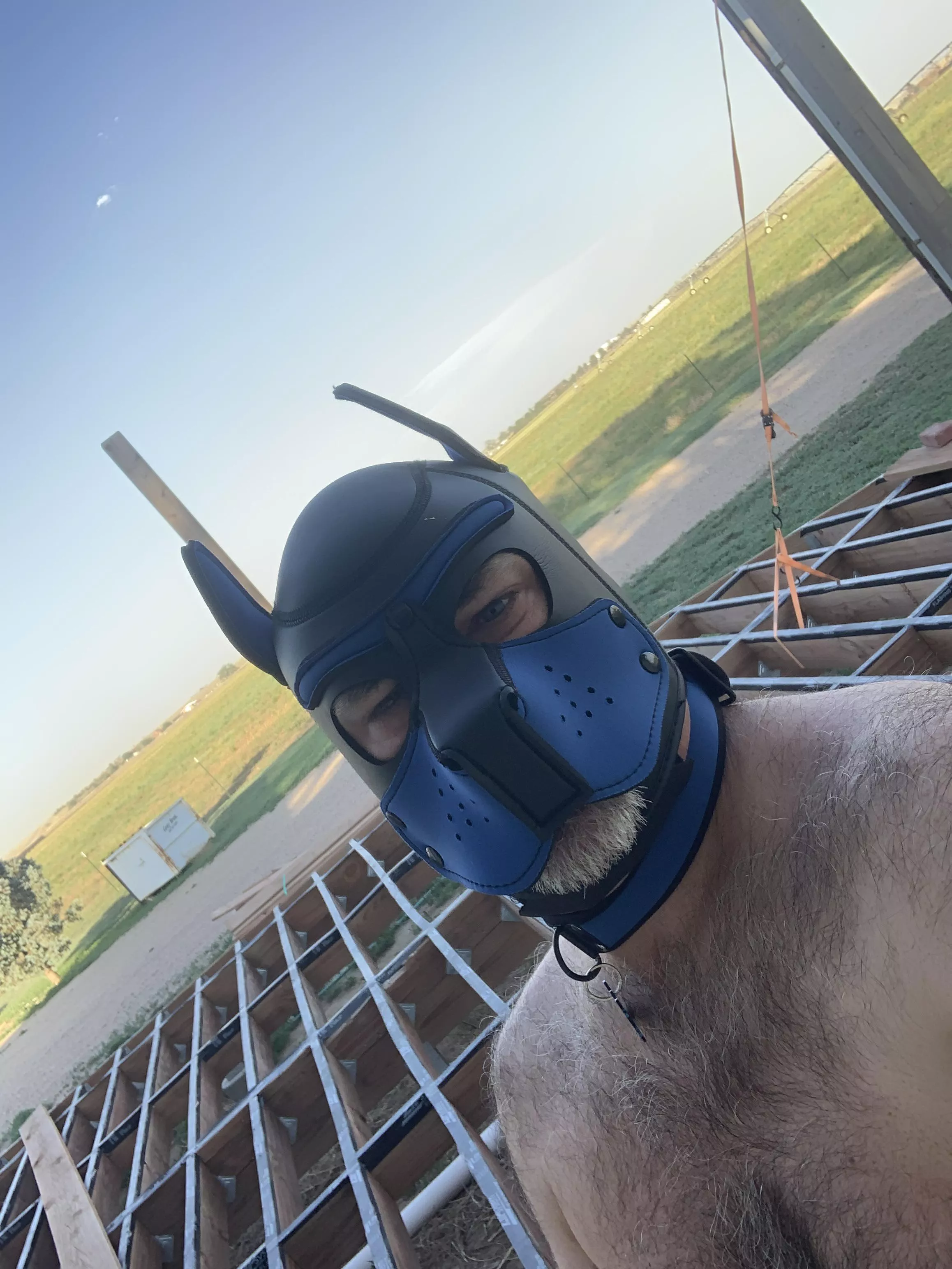 Just a pup on the porch