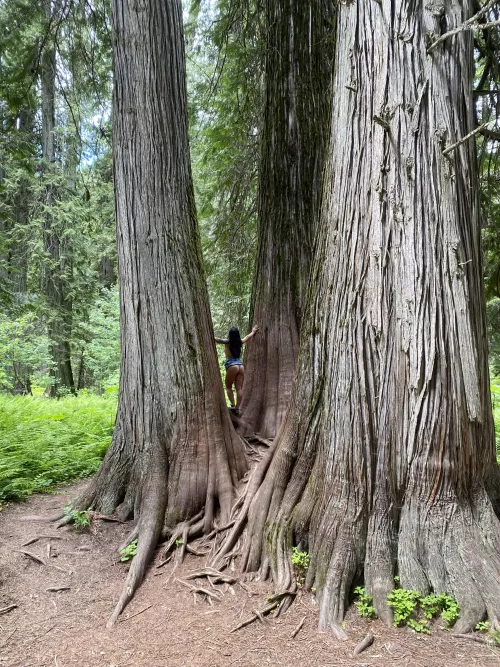 Waiting to be claimed by the Ewoks 