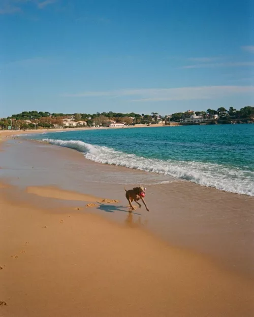 Paws and waves the perfect beach day