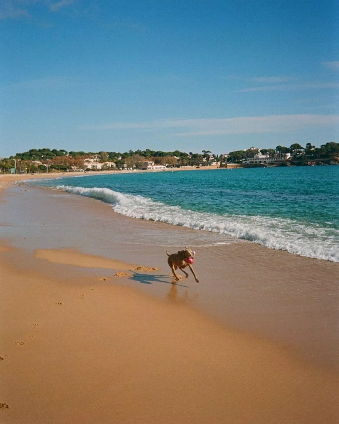 Paws and waves the perfect beach day