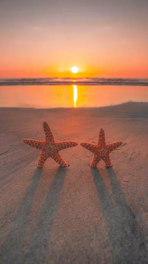 Sunrises and starfish: nature's morning symphony