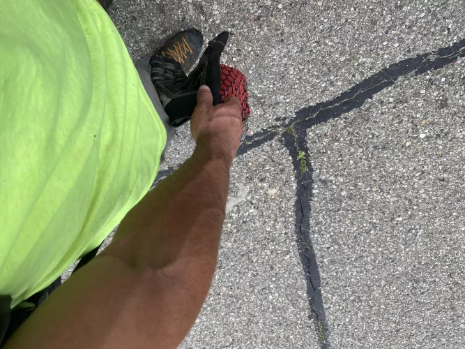 Look at this tiny weed growing in the middle of the road