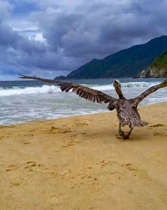 Choroni with his pelican
