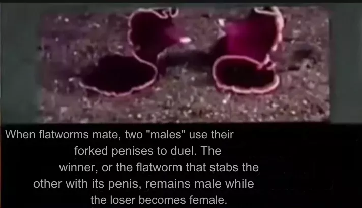 [M->F]flatworms