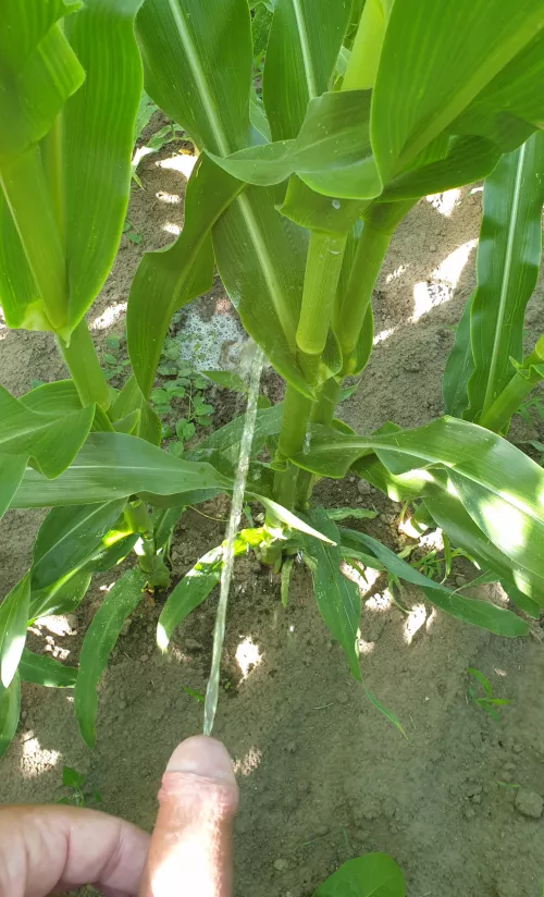 Naked in the corn : need watering