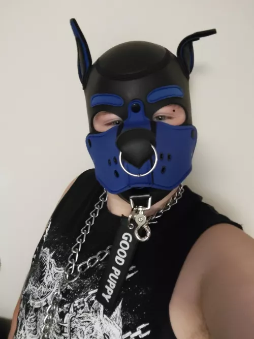 Looking for pup events in OH/PA (or surrounding states)! I wanna meet more pups! 