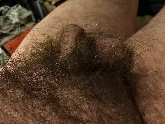 Pubes