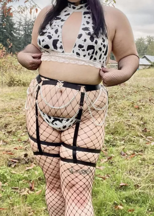 Just a cow in a field