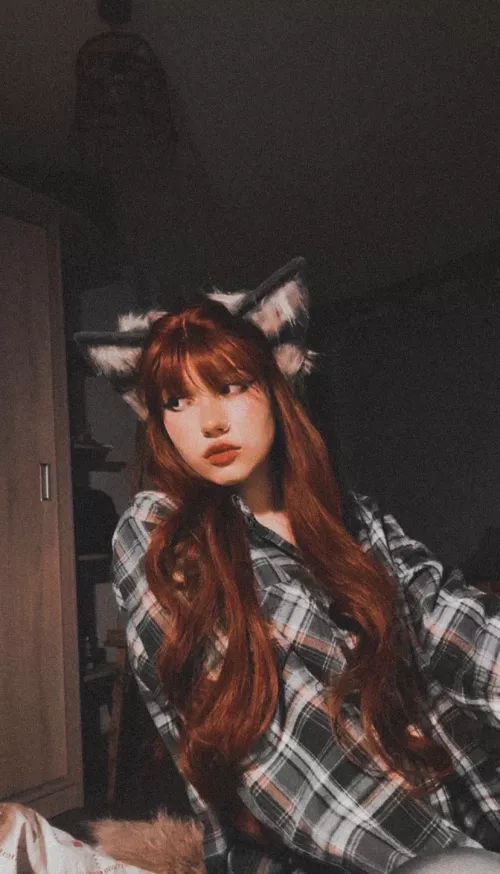 is the fox closer to the cat or the dog? 