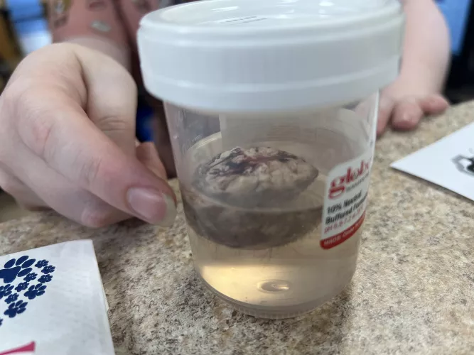 Cyst removed from my cat’s tail today!