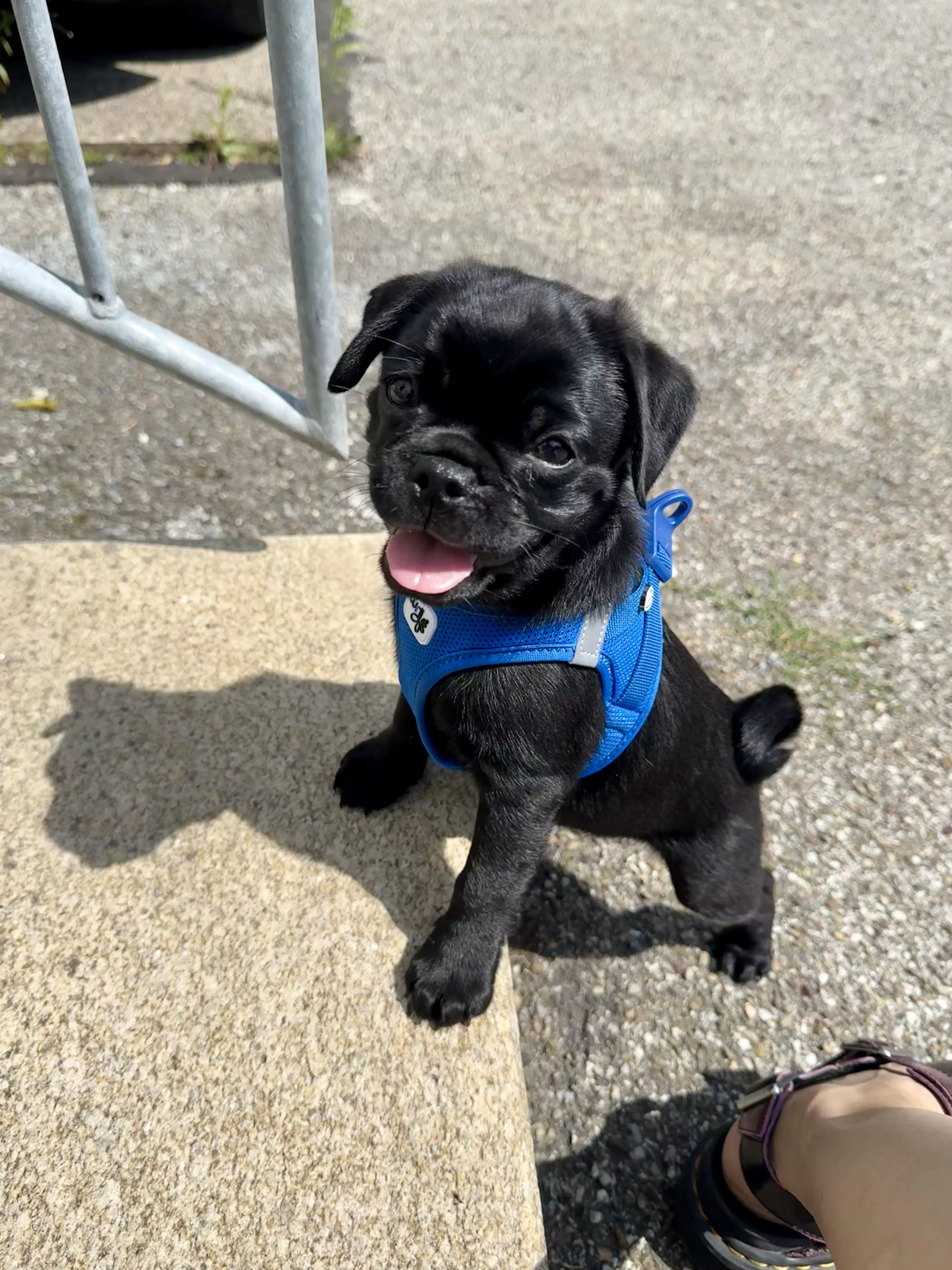 Daddy gave me a PUPPY!!!💕