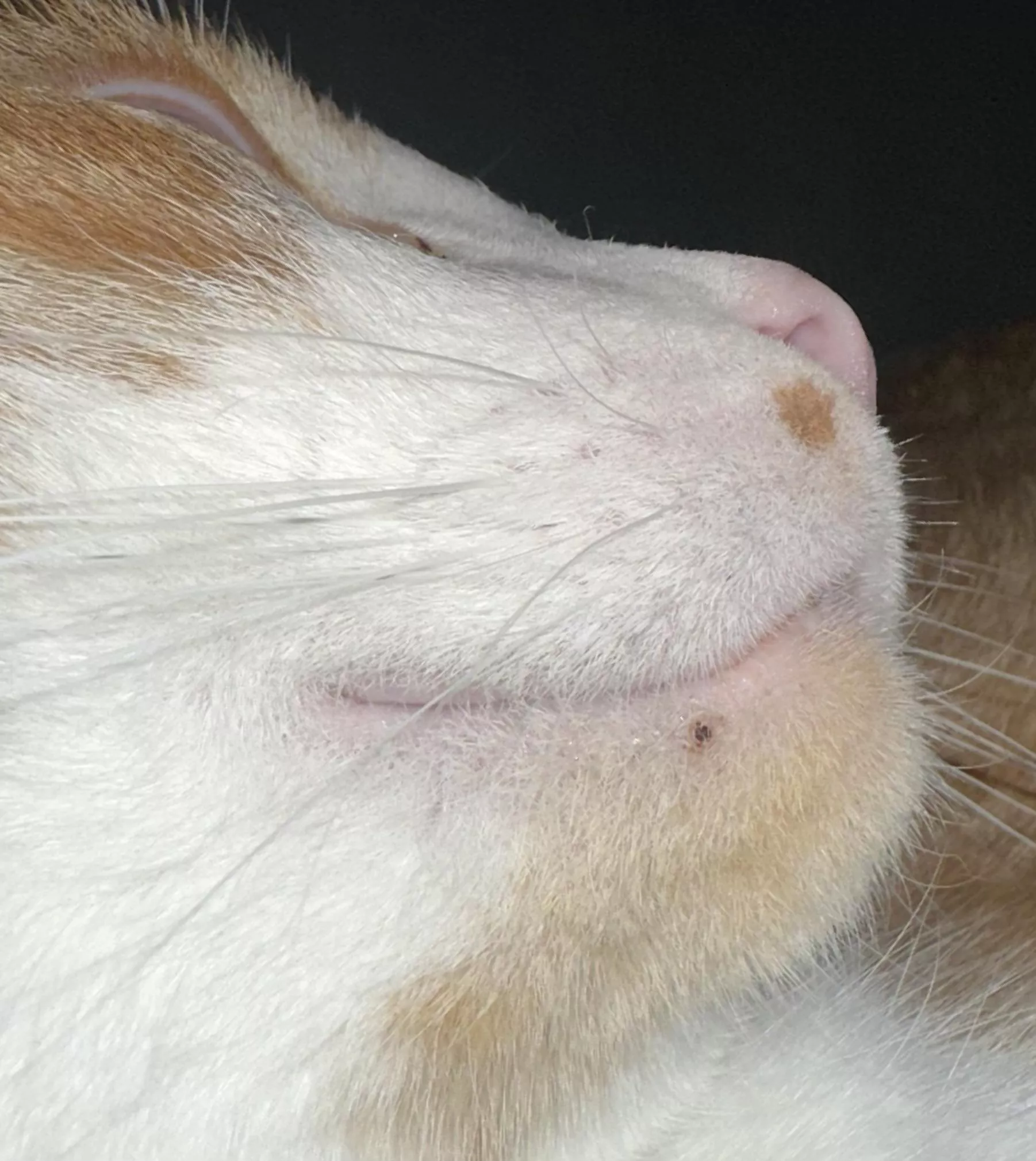 Forbidden pop on my cat