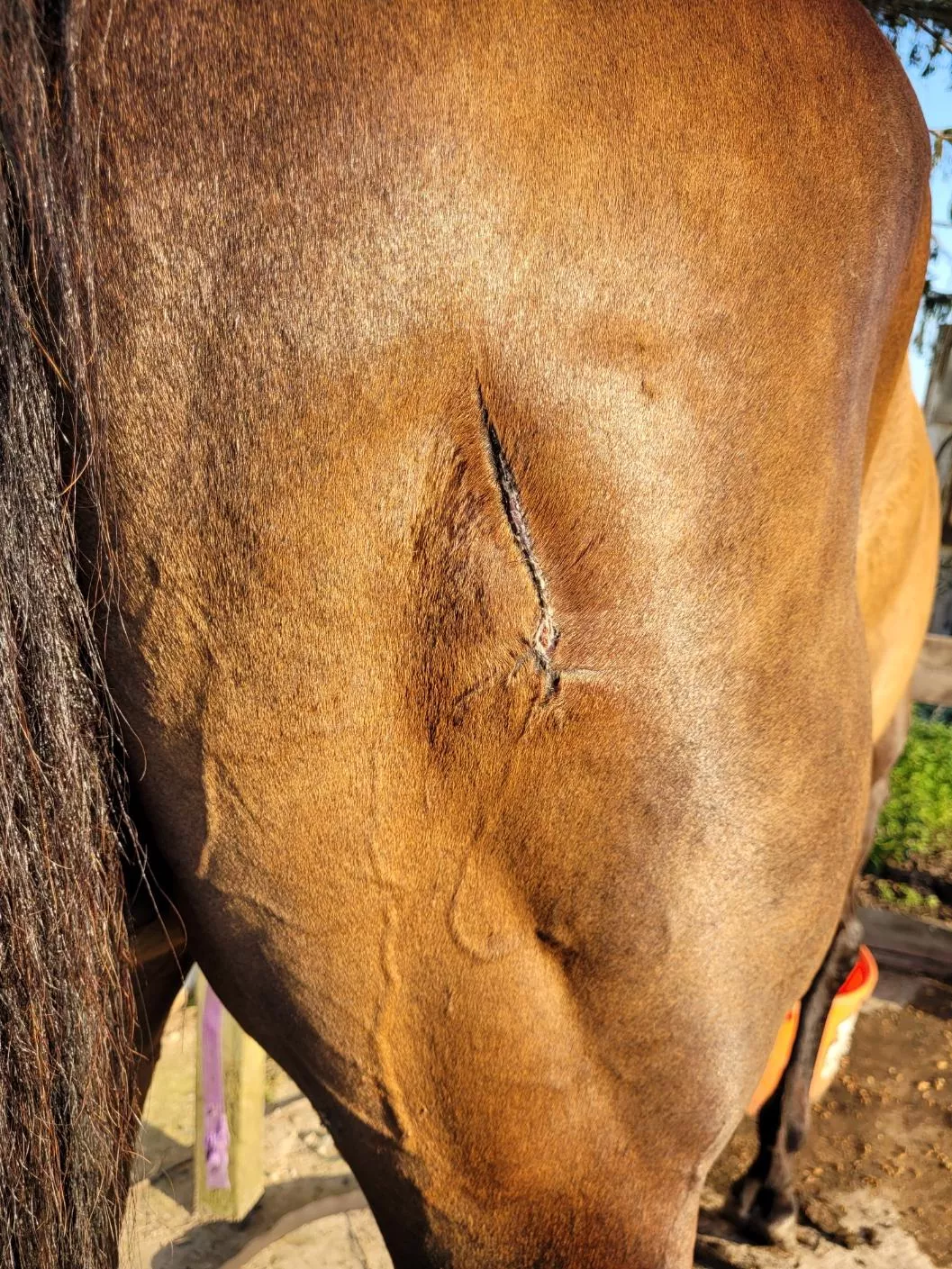 UPDATE: Horse with deep wound-he's doing great!