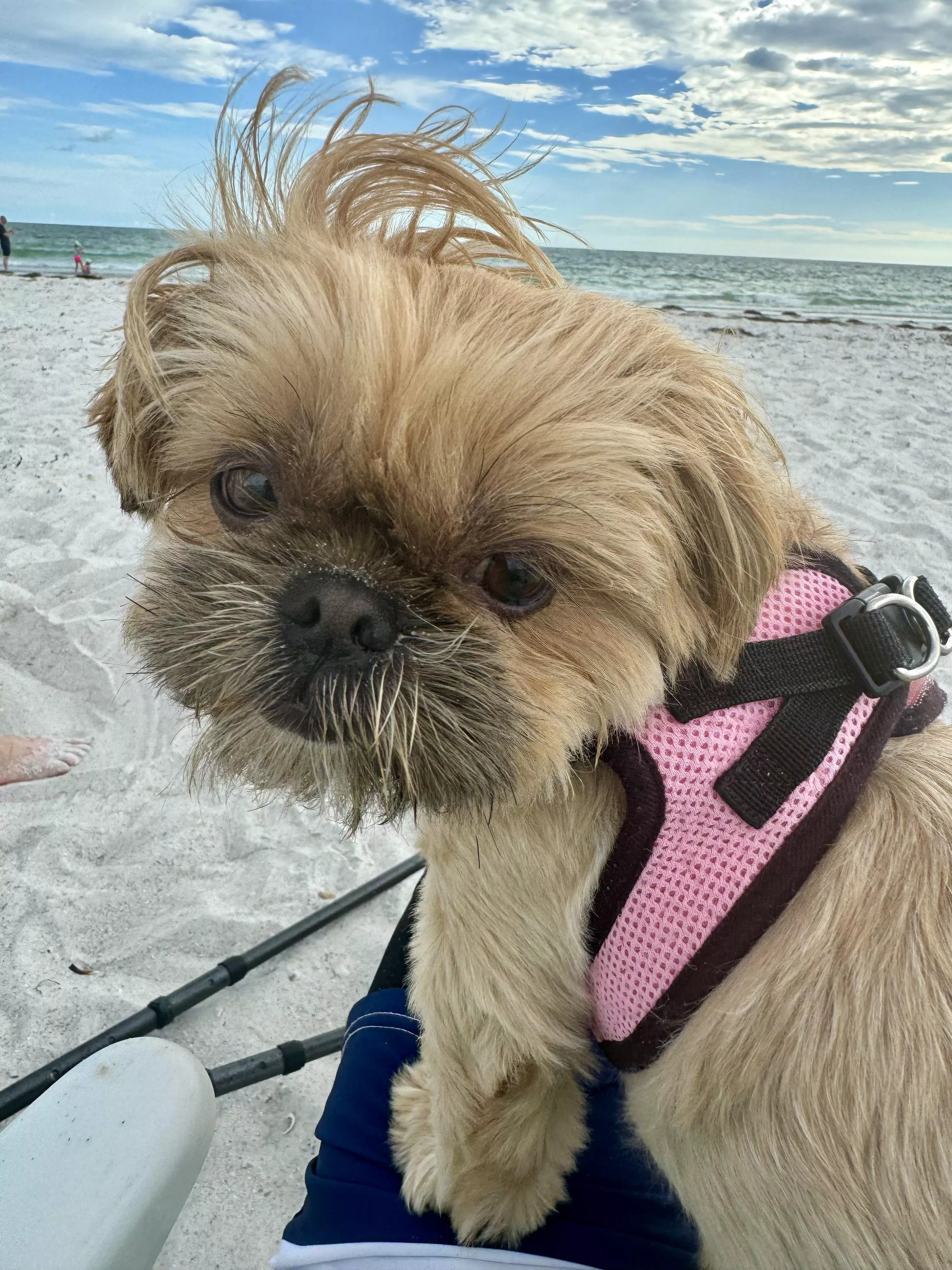 I love taking my dog to the beach!