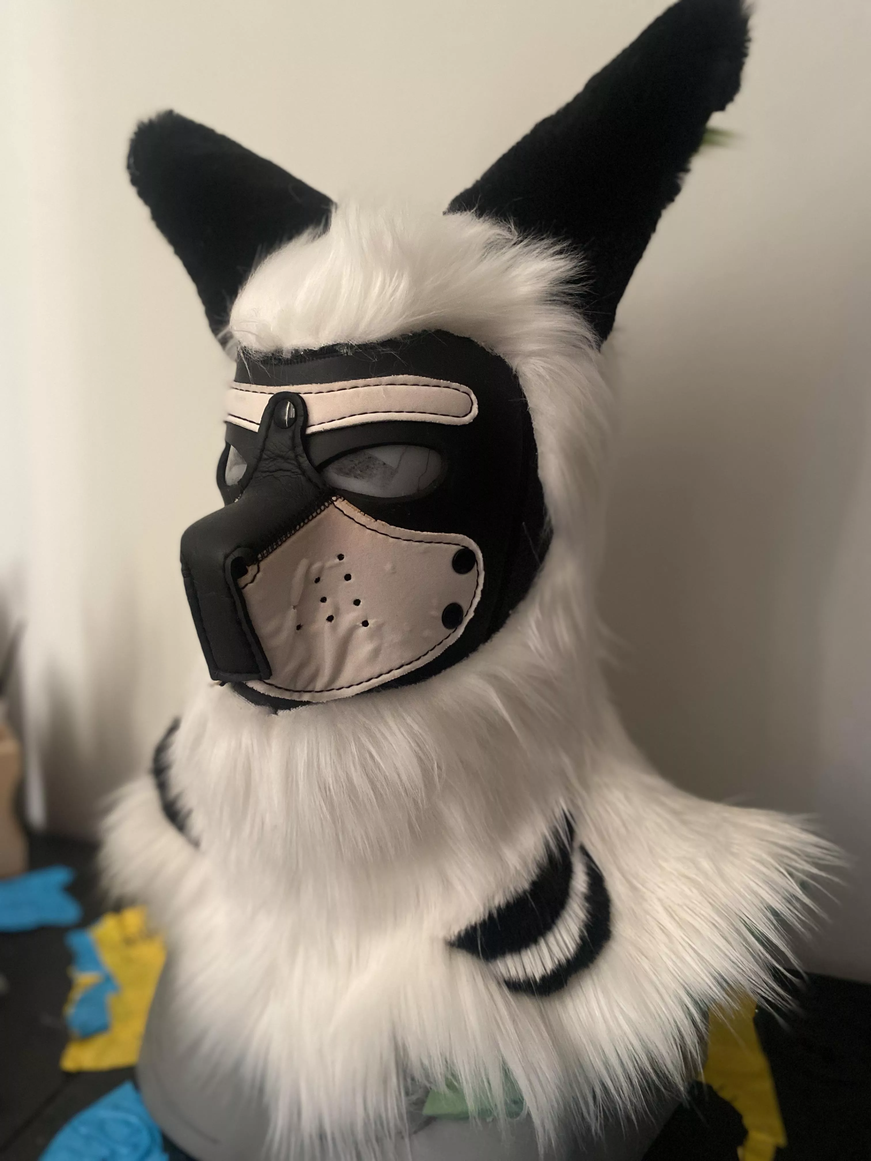 Modified a pup hood for pride last month!