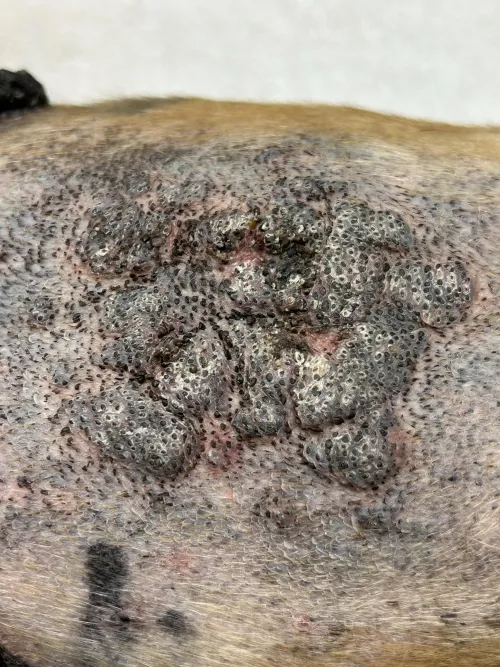 Wish I could've recorded this for y'all, was a boxer's chest that came in today