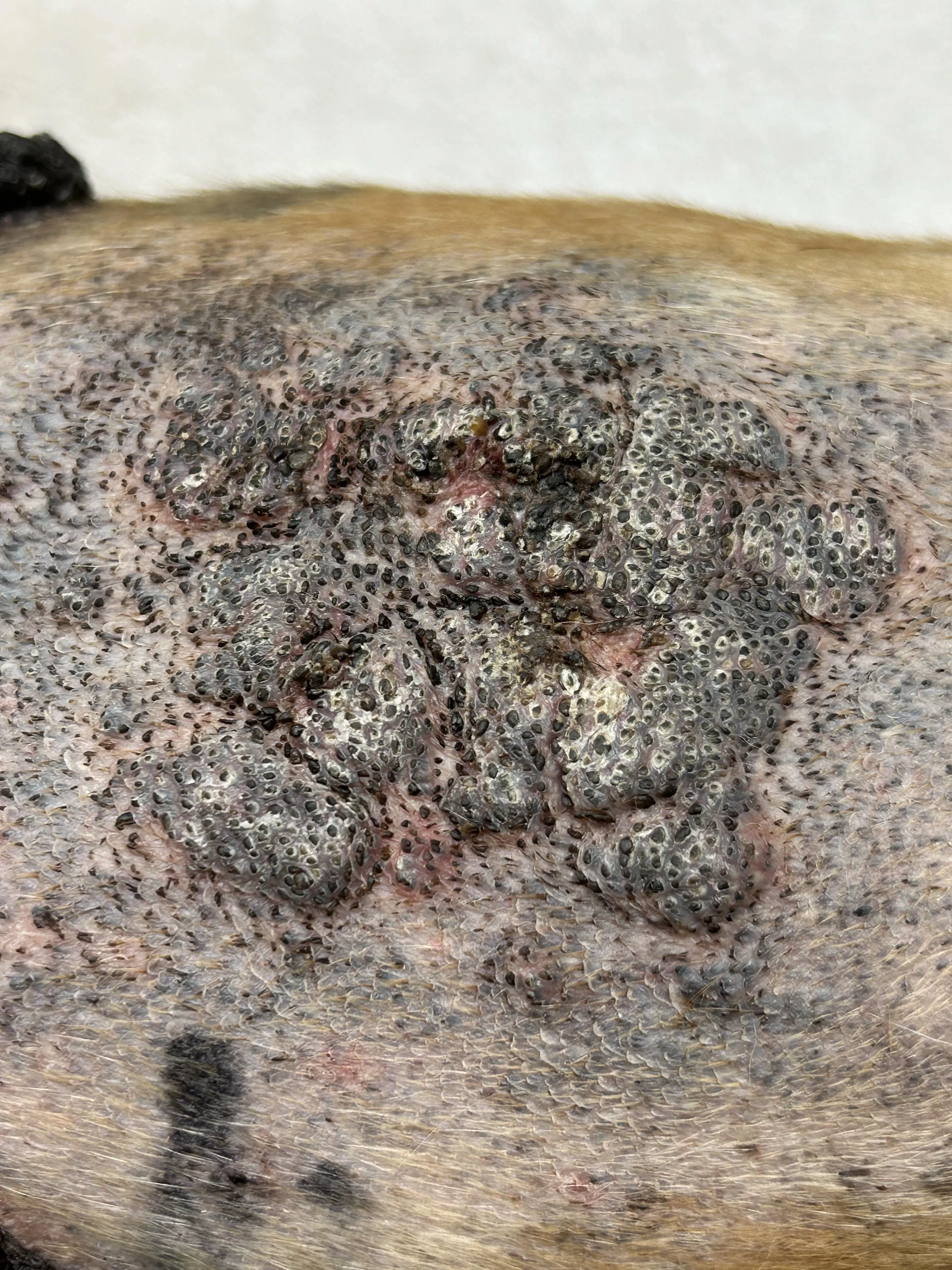 Wish I could've recorded this for y'all, was a boxer's chest that came in today