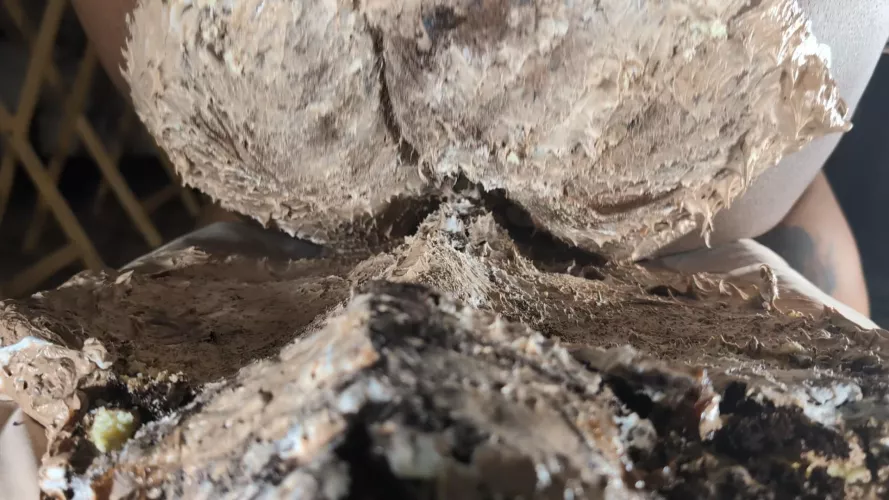 [oc] An image from my cake sitting video!