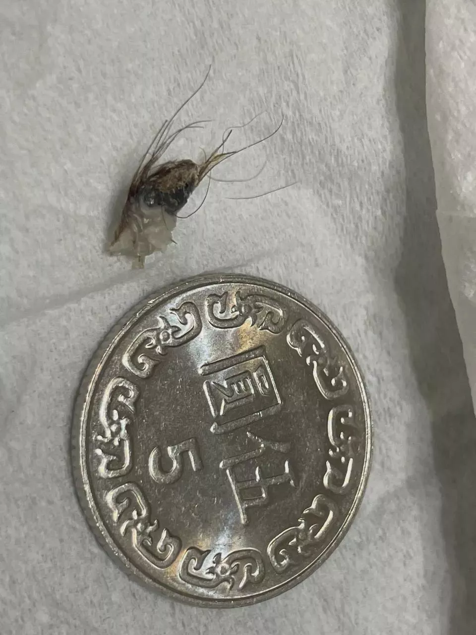 Interesting Umbolith Photo