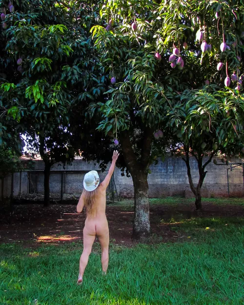 Picking some mangoes