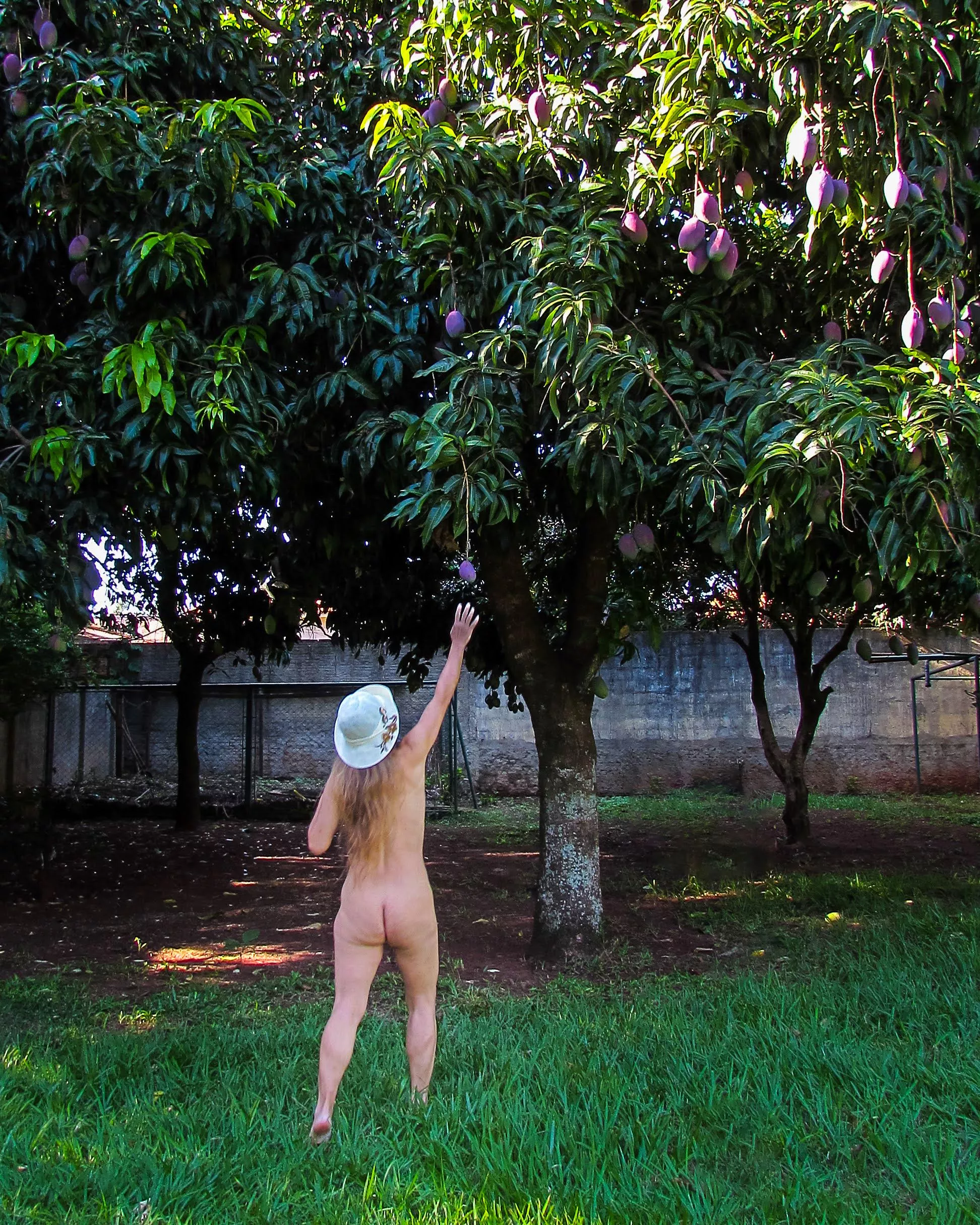 Picking some mangoes