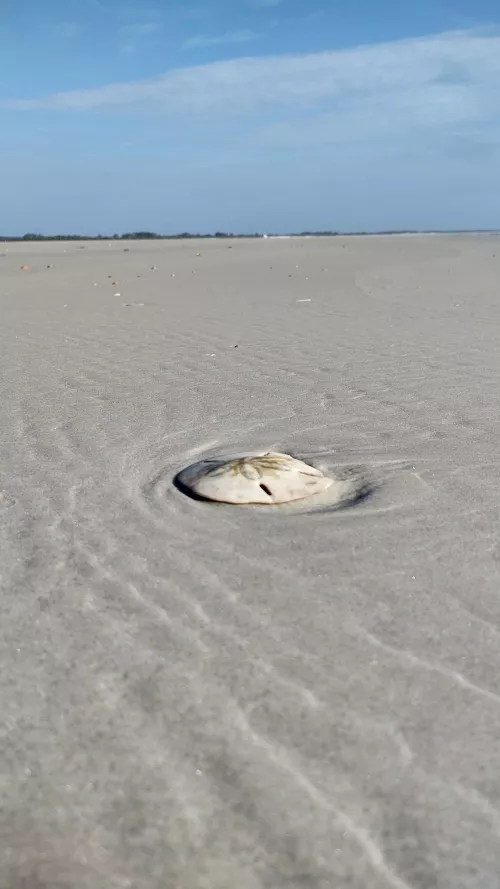 Sand dollar Sunday 