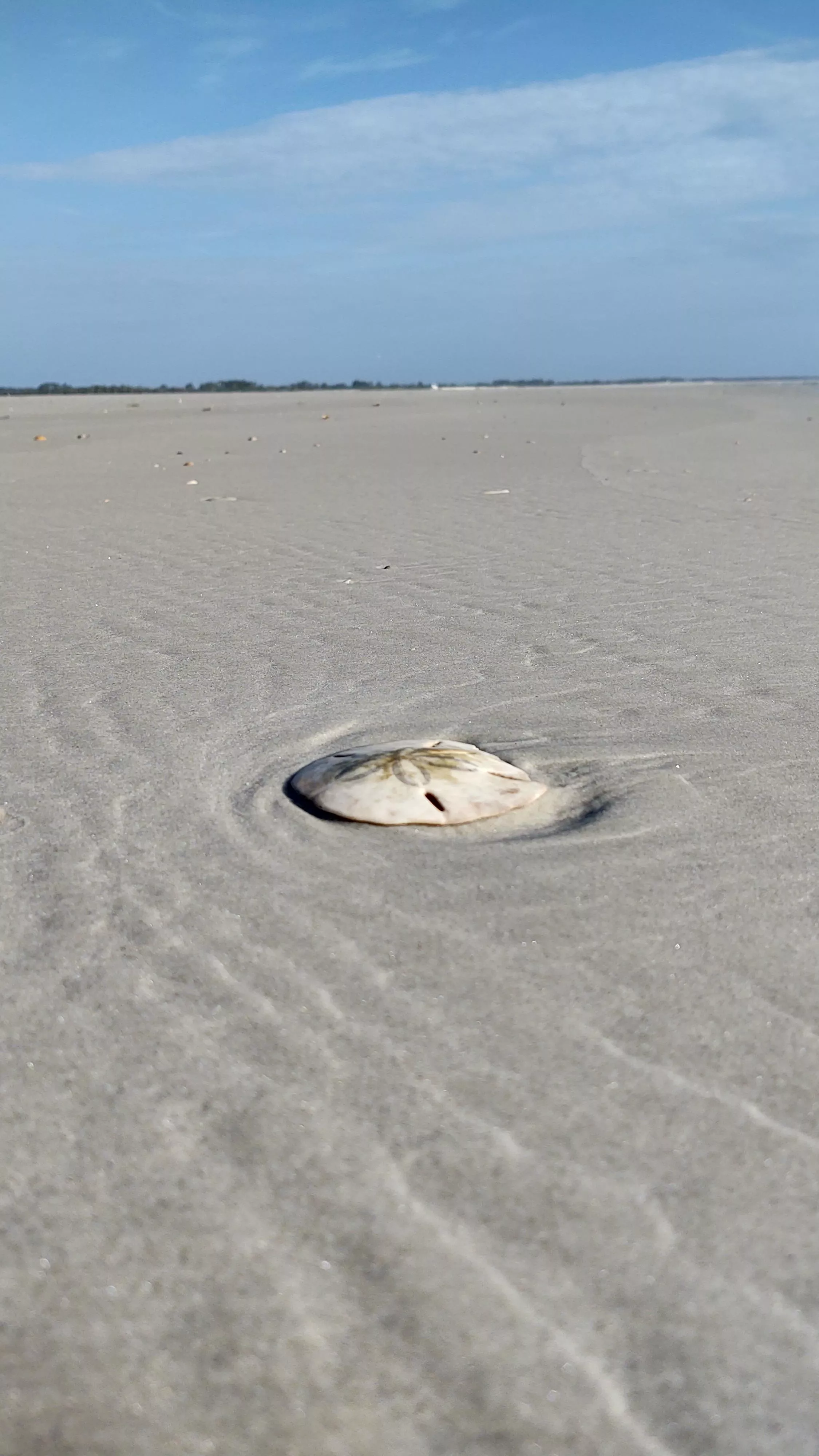 Sand dollar Sunday 