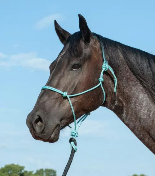 Beginner's question. How similar is sharbari to horse harness ties? 