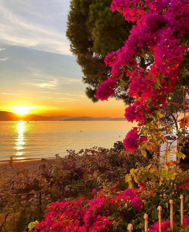 Wonderful flowers with a wonderful sun