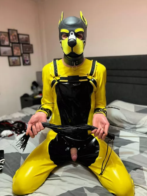 Please Master can we play? 