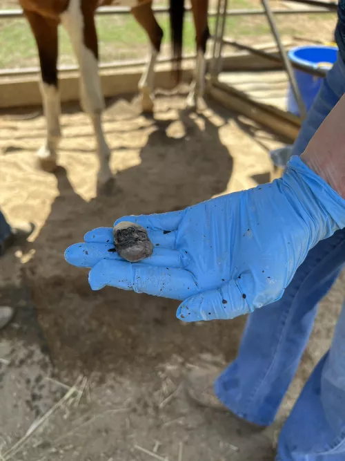 Okay you weirdos, thought you might like to see my gelding’s “bean”