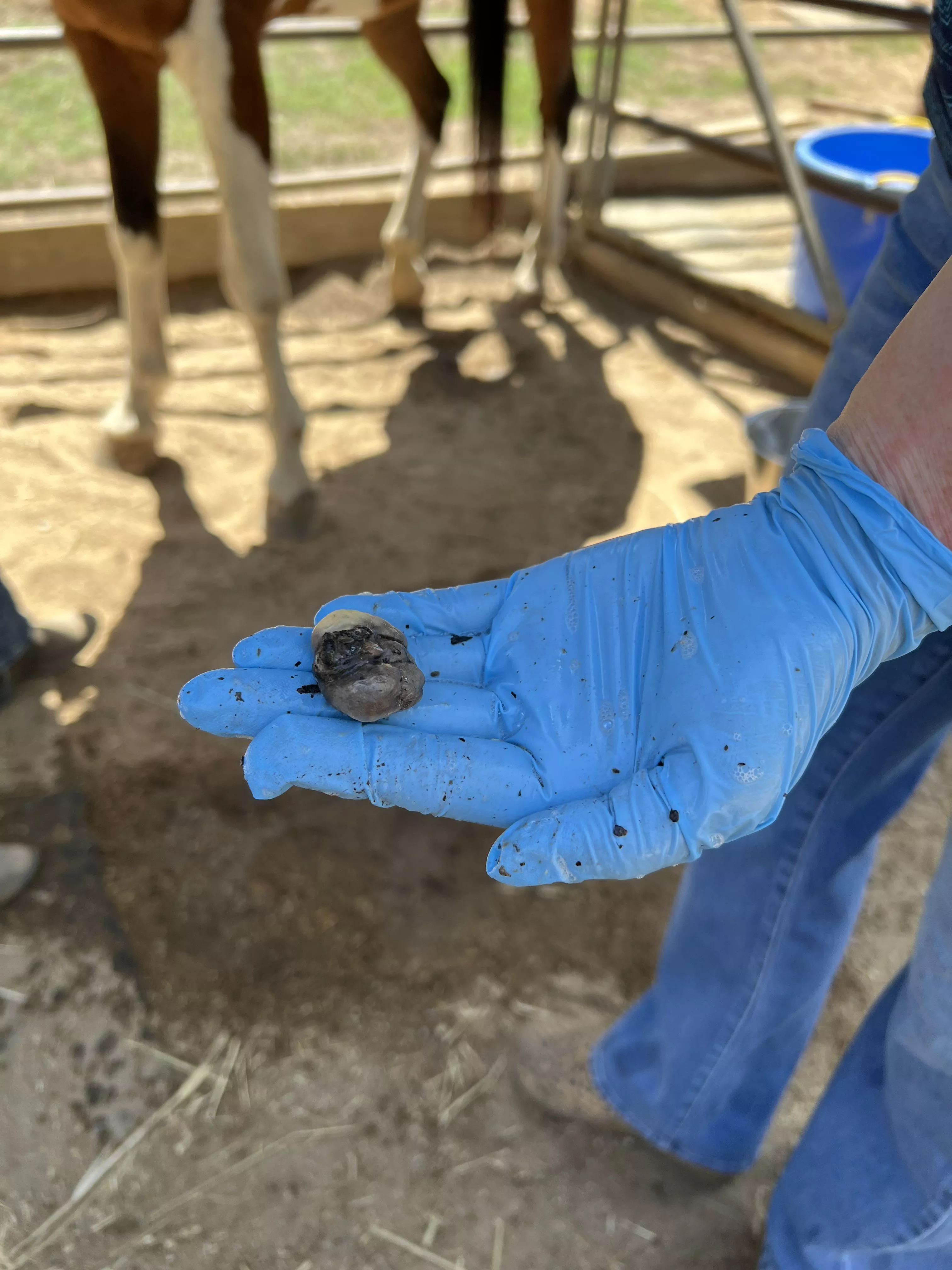 Okay you weirdos, thought you might like to see my gelding’s “bean”