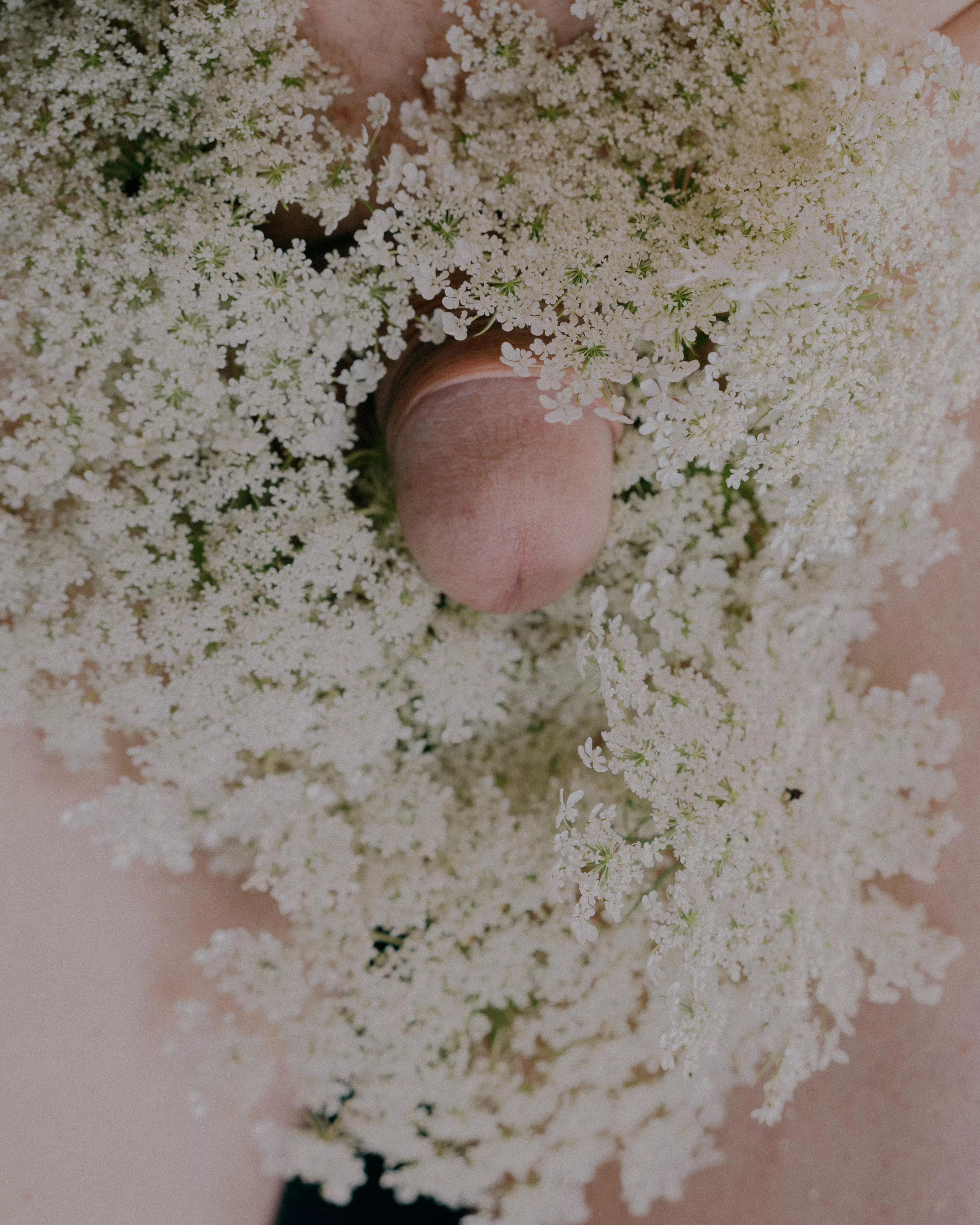 blooming fruits of summer 🌱