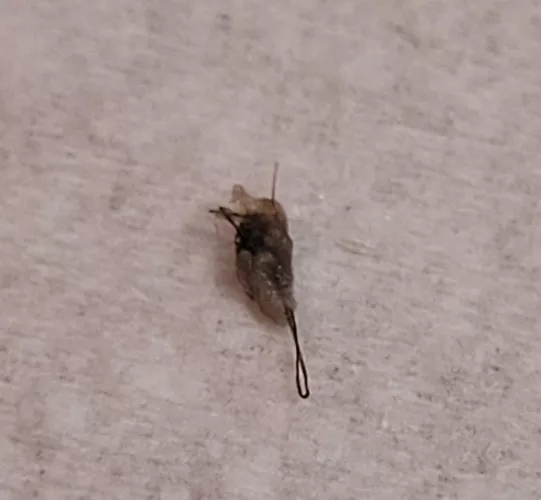 This is what came out of a bump on my thigh. Wish I had recorded; the pop was audible.