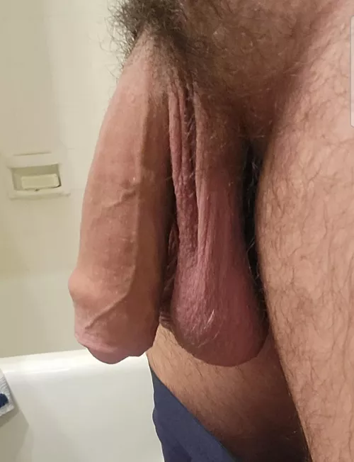 [33] Bull Balls heavy with Testosterone. 